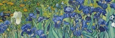 irises